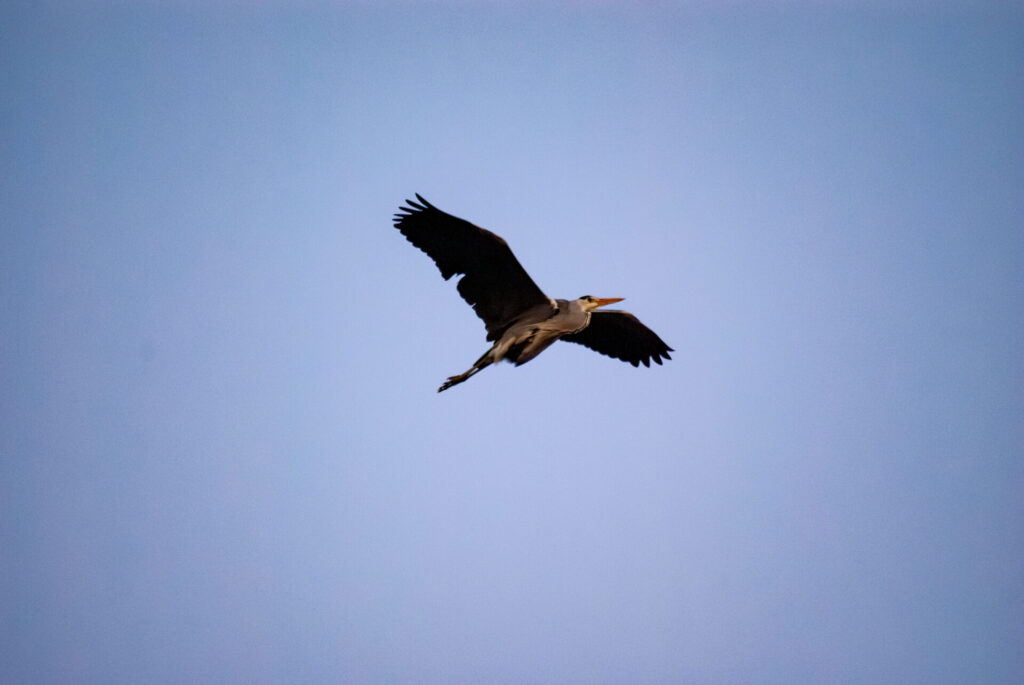 飛んでいるアオサギ