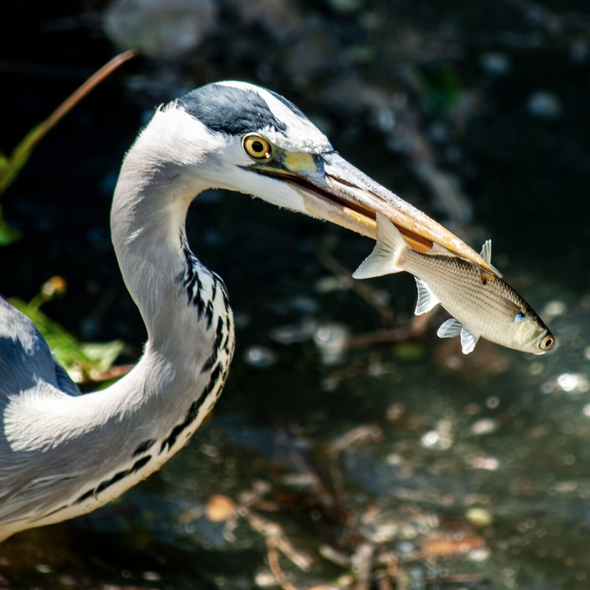 💯満点継続💯 💯満点継続💯