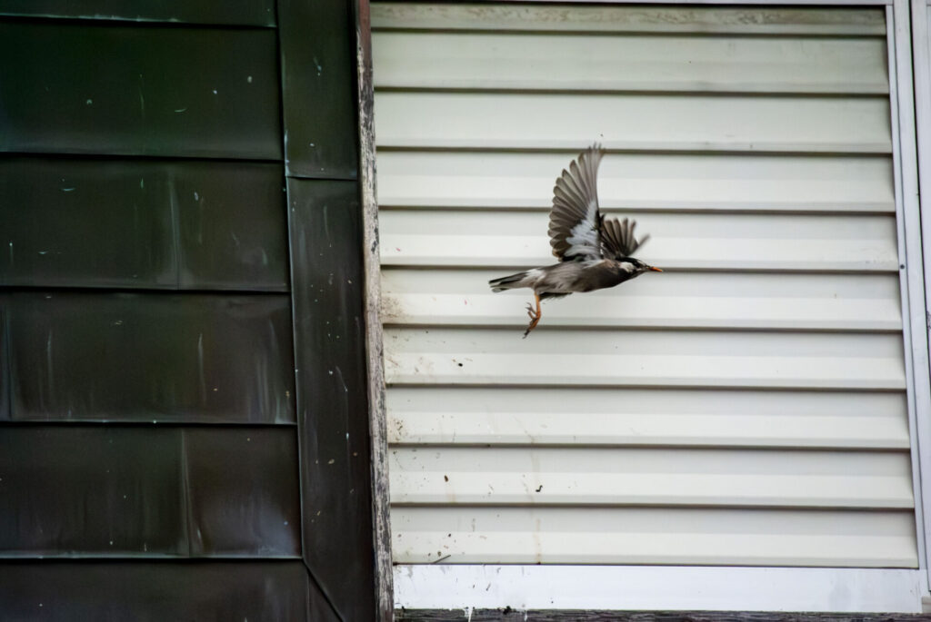 戸袋を巣にして給餌するムクドリ