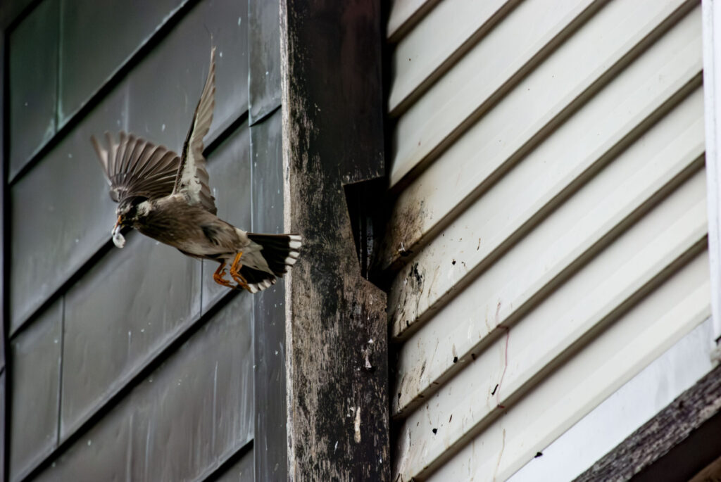 戸袋を巣にして給餌するムクドリ