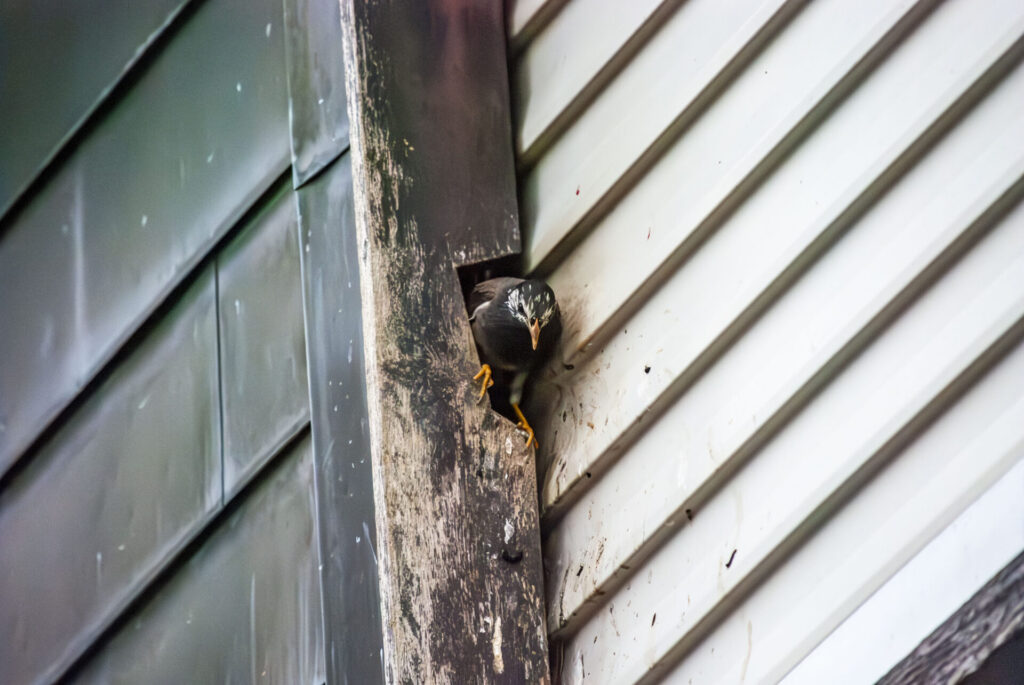 戸袋を巣にして給餌するムクドリ