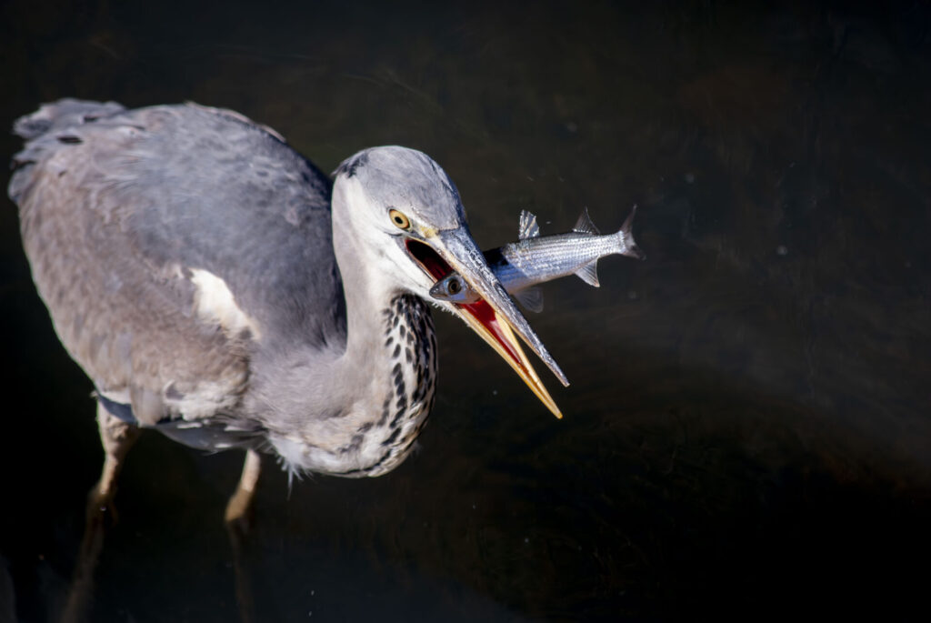 魚をゲットしたアオサギ