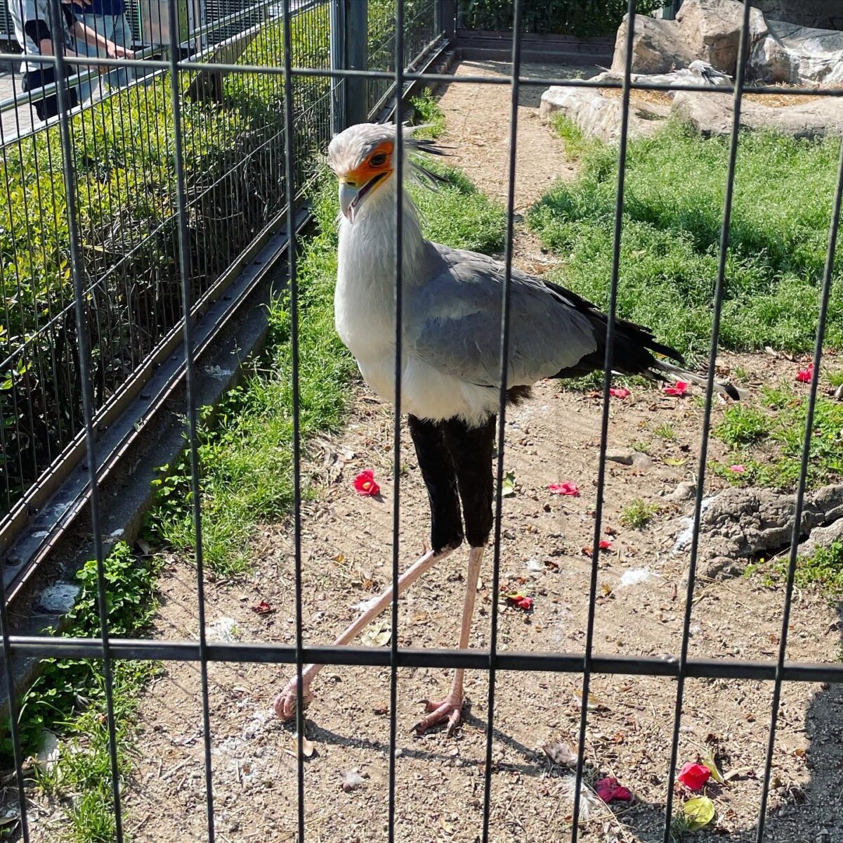 ヘビクイワシ ヘビクイワシ