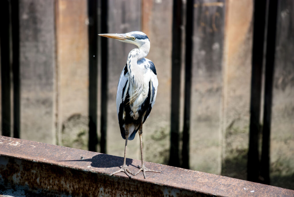 用水路のアオサギ