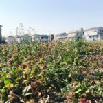 はるかぜとともに はるかぜとともに