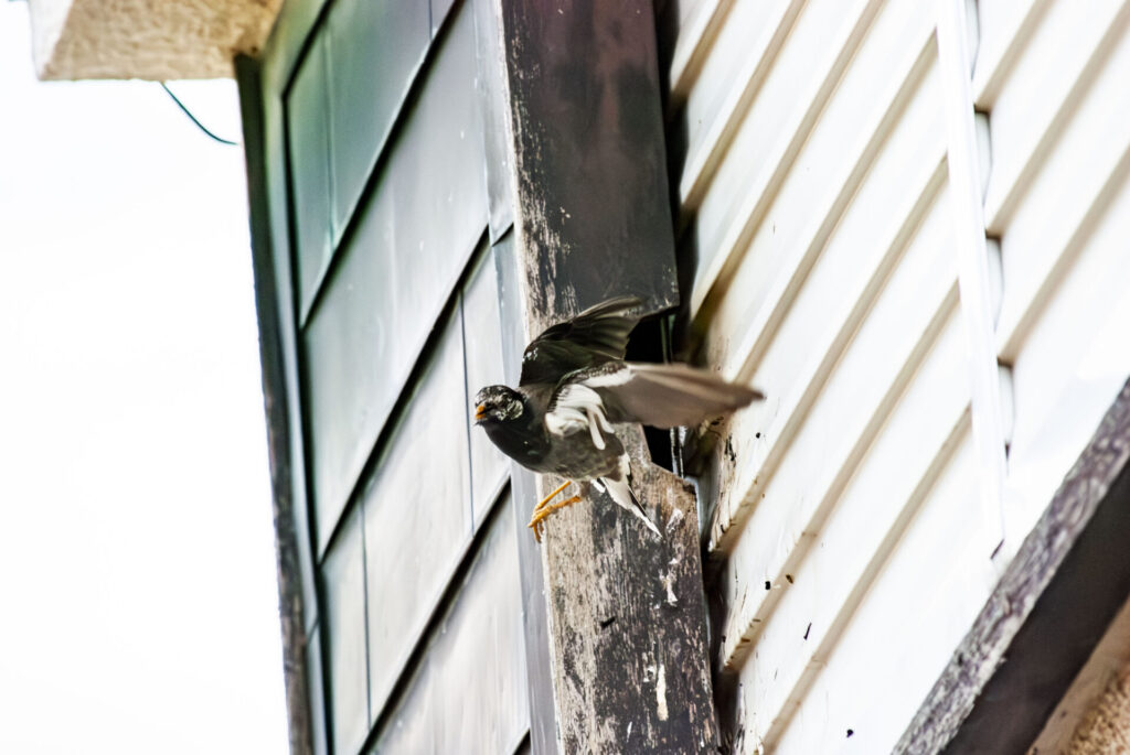 戸袋を巣にして給餌するムクドリ