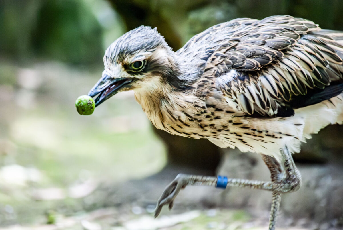 鳥分補給 鳥分補給