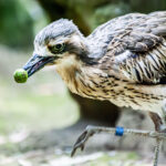 鳥分補給 鳥分補給