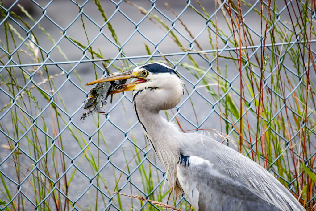 ナマズを咥えるアオサギ