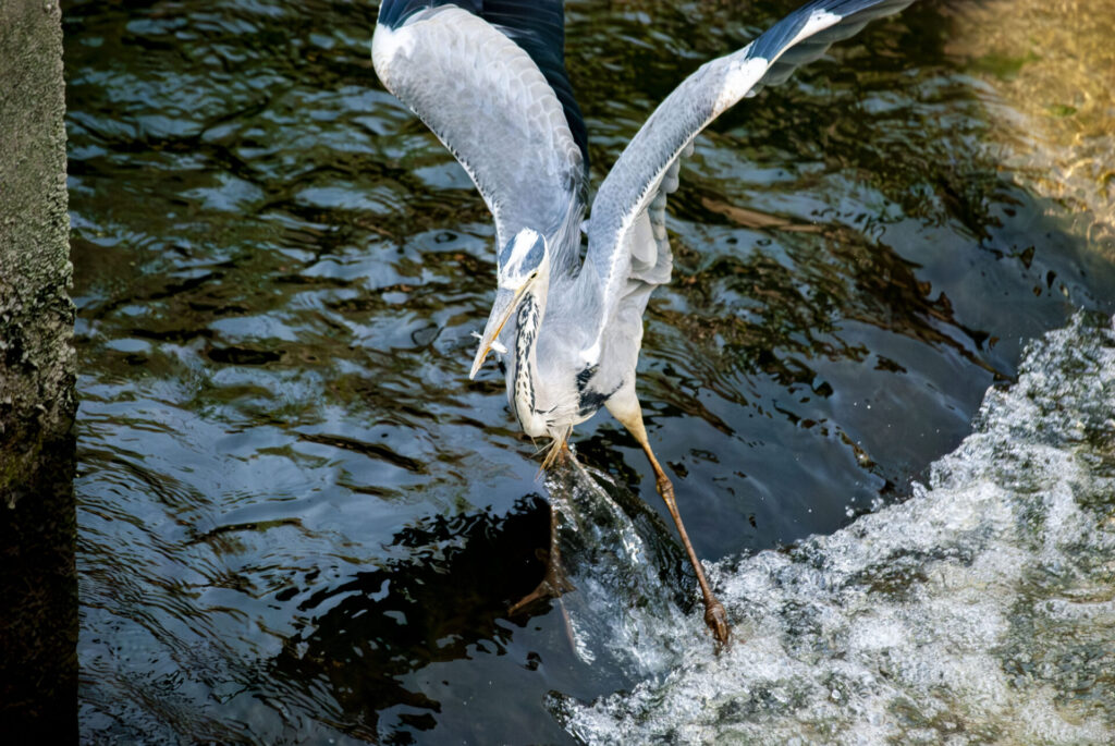 用水路で小魚を食べるアオサギ