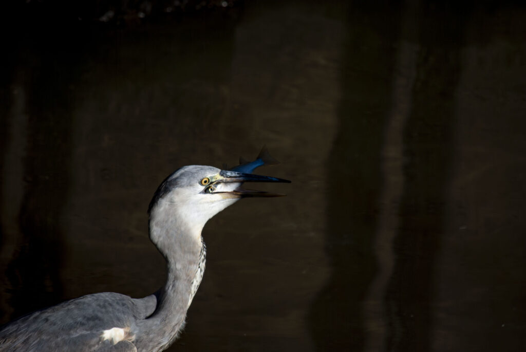 獲物を丸飲みするアオサギ