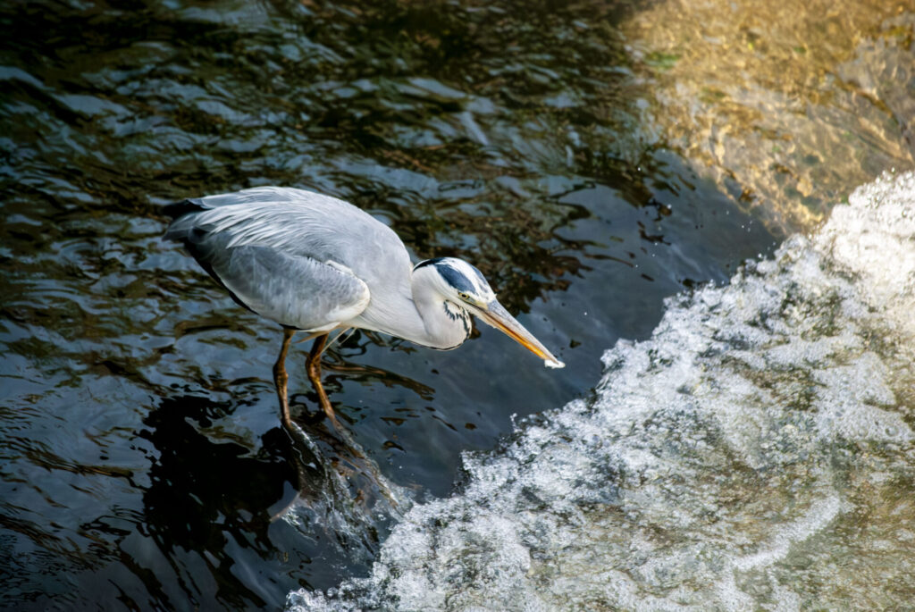 用水路で小魚を食べるアオサギ