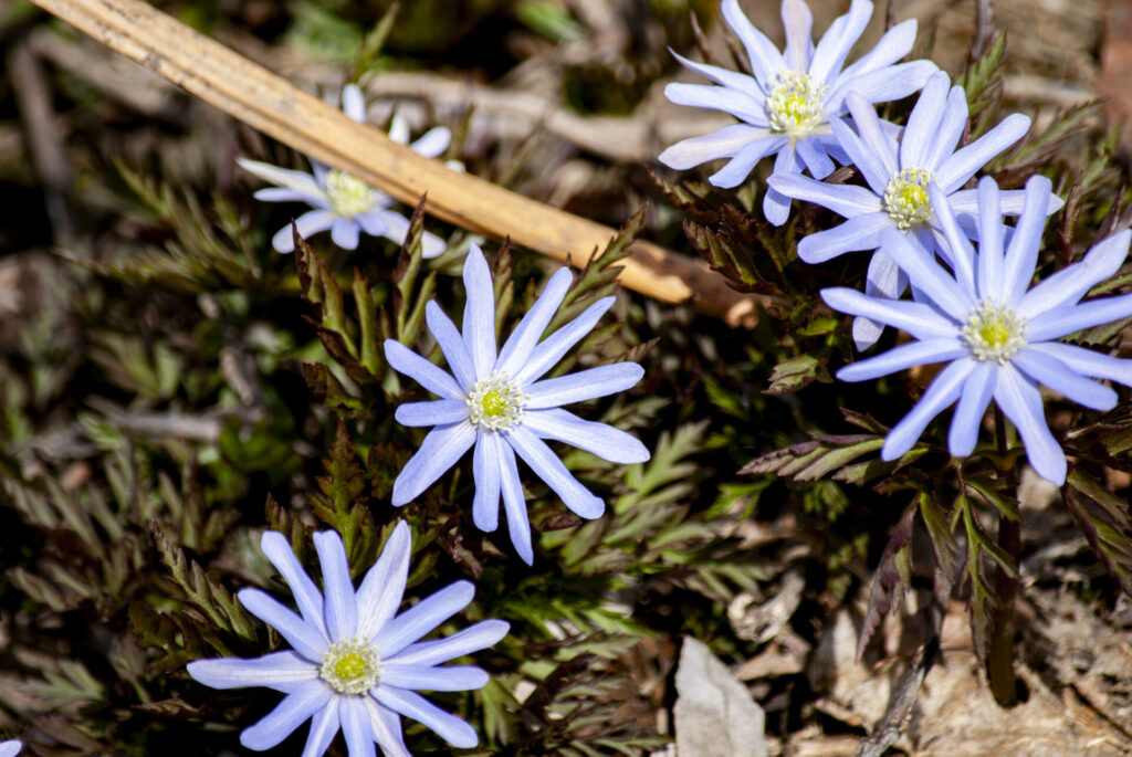 キクザキイチゲ