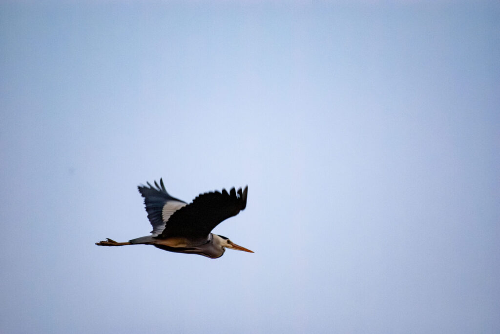 飛んでいるアオサギ