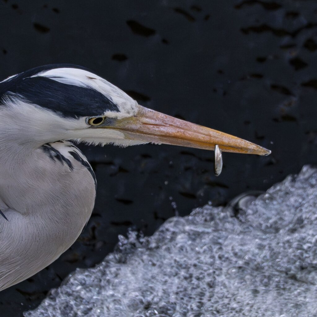 アオサギおつまみ