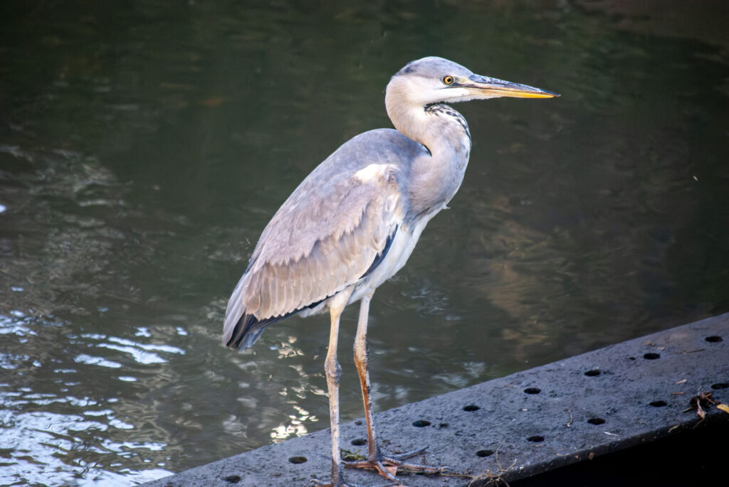 用水路のアオサギ
