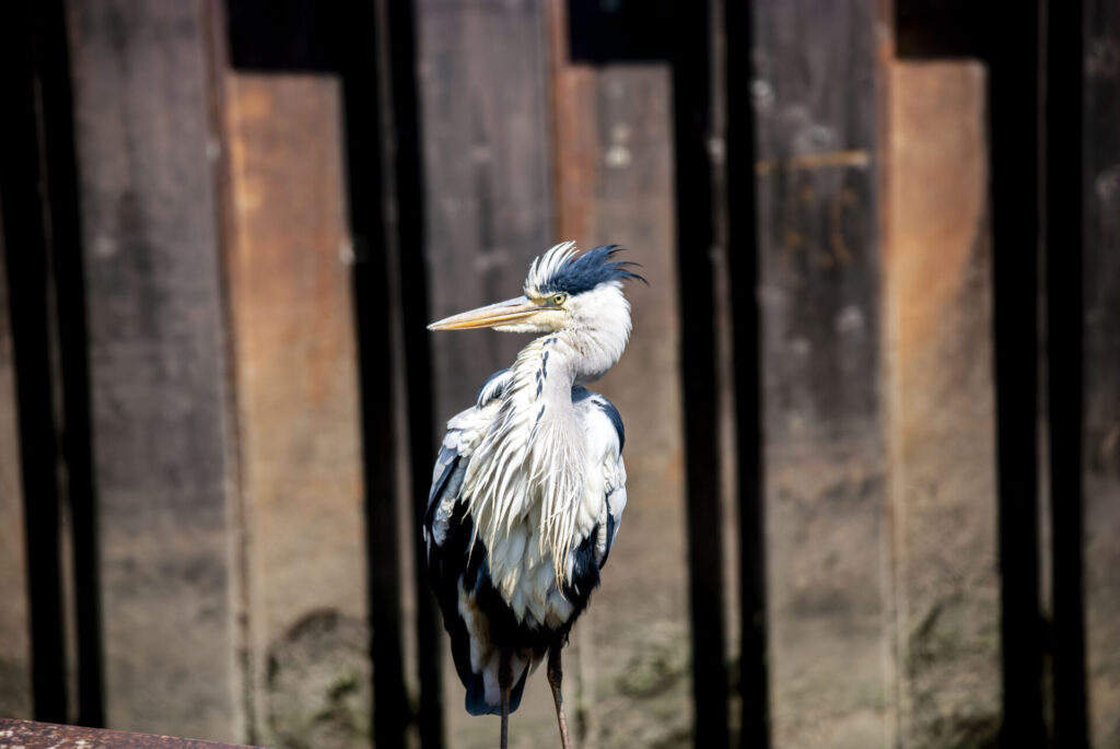 用水路のアオサギ