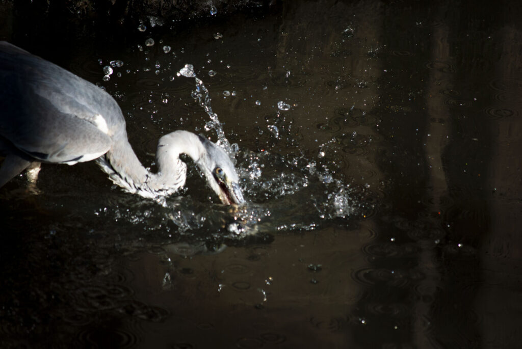 狩りをするアオサギ