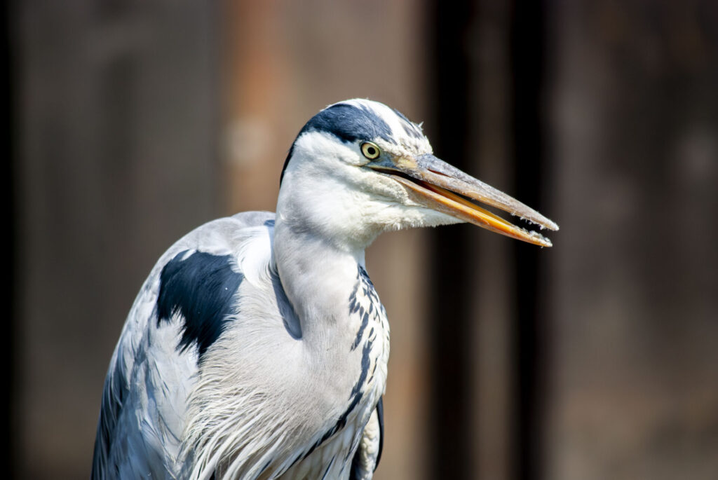 用水路のアオサギ