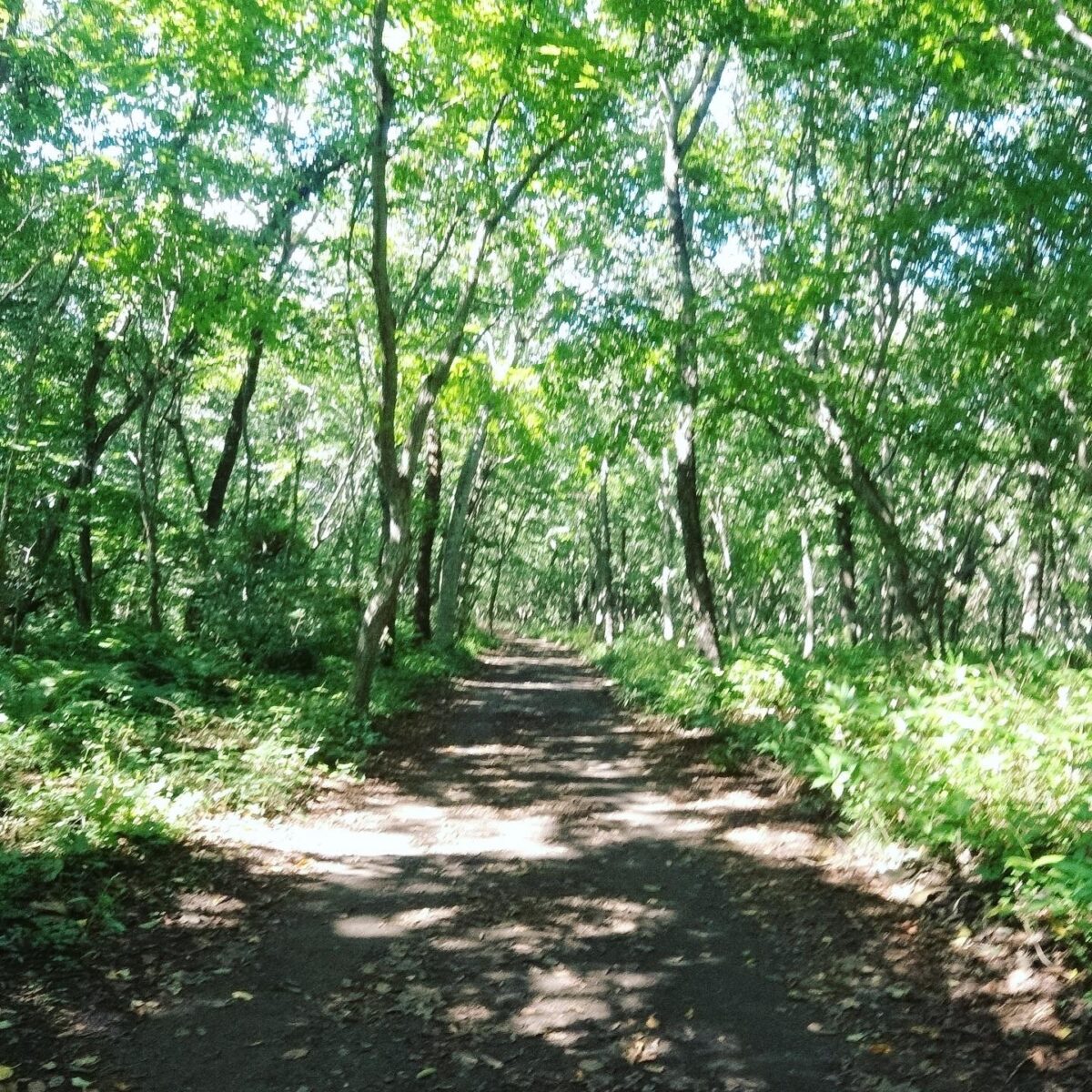 街ナカの森 街ナカの森