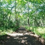 街ナカの森 街ナカの森