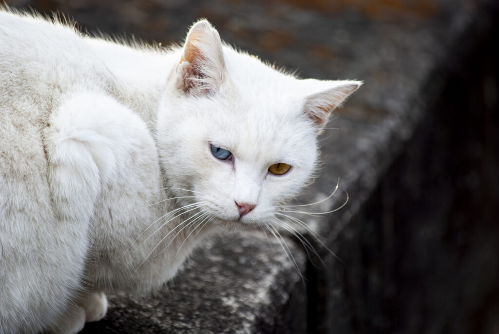 オッドアイの白猫