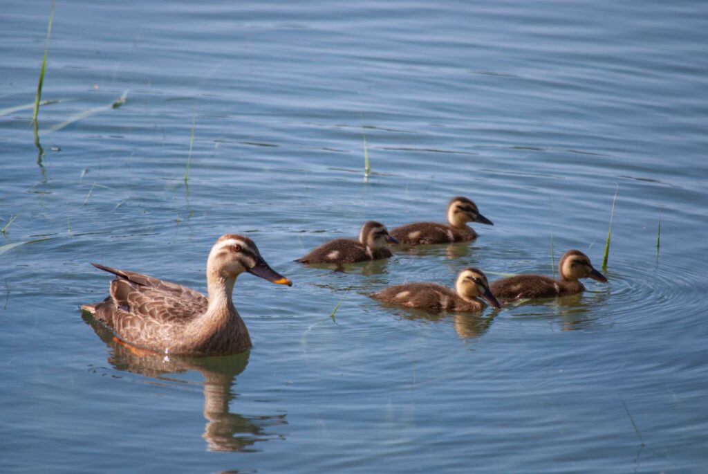 カモの親子