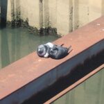 想定内のタレ 想定内のタレ