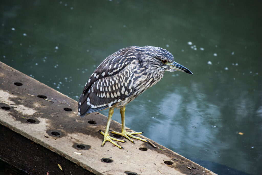 ホシゴイ(ゴイサギ幼鳥)