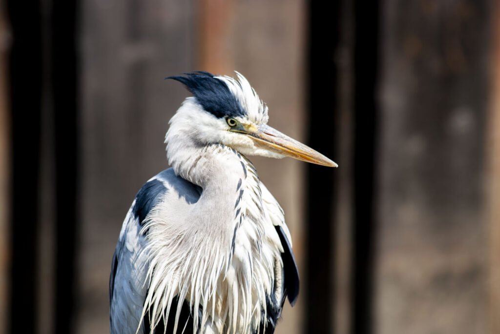用水路のアオサギ