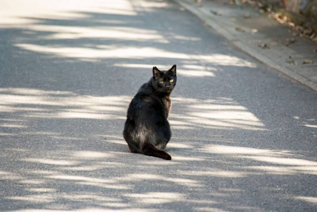 黒猫