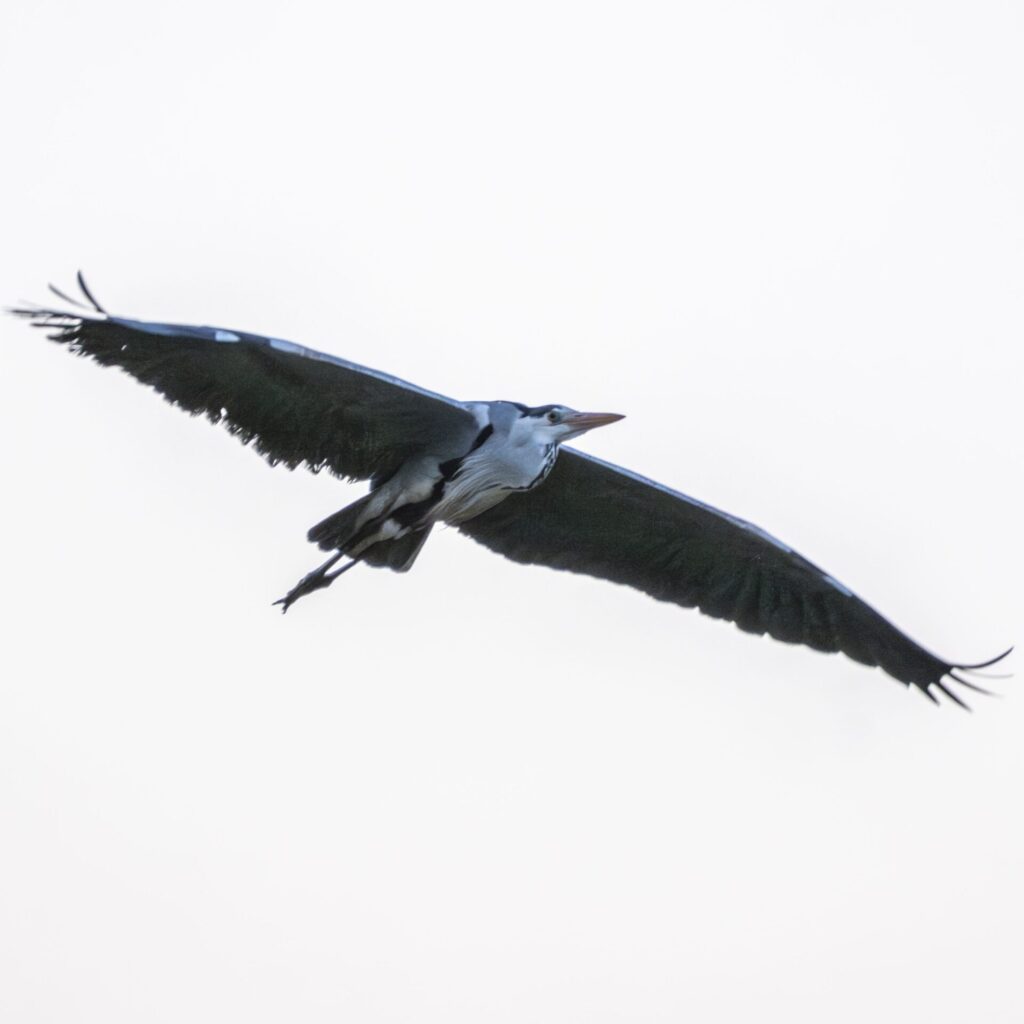 用水路のアオサギ