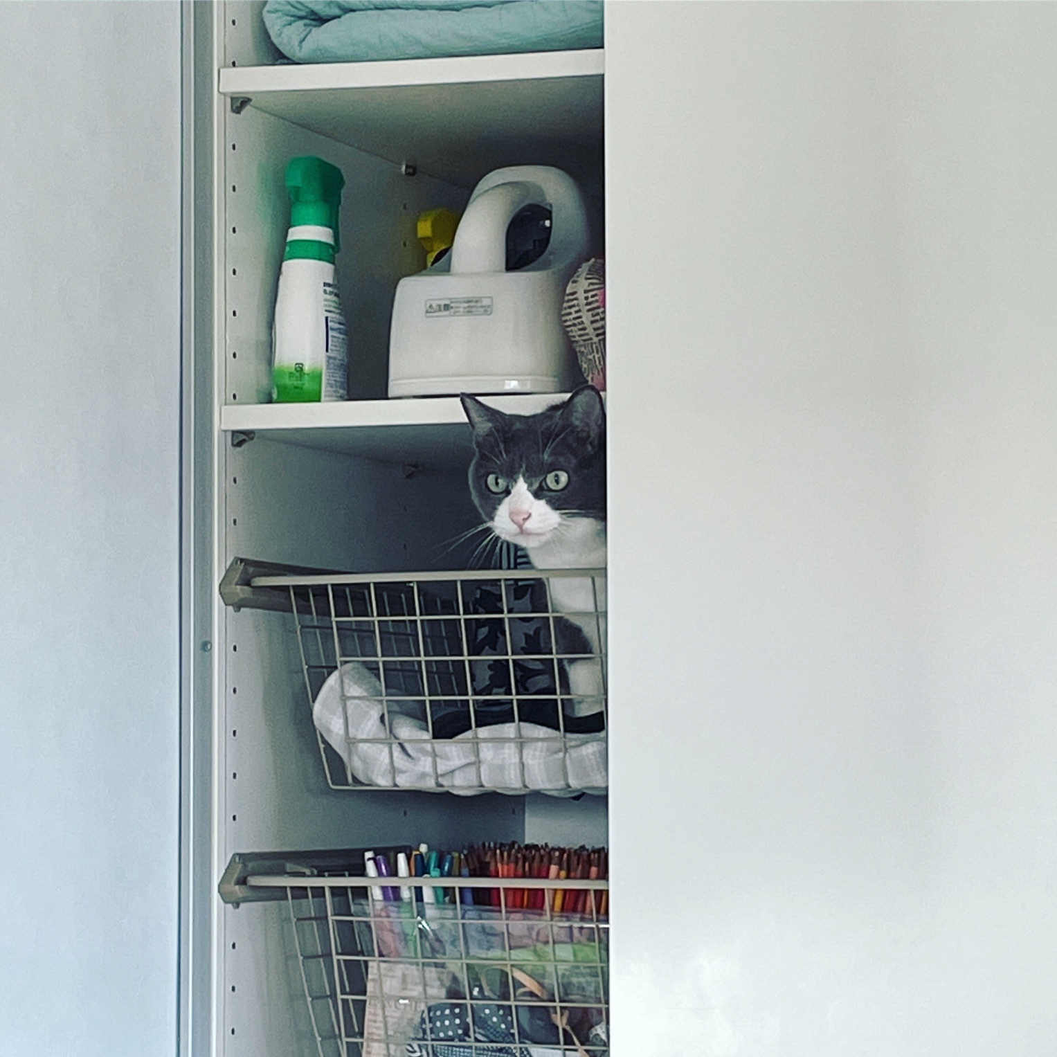 実家の猫は相変わらずニンゲンが嫌い