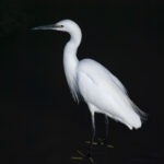 こころあたり こころあたり