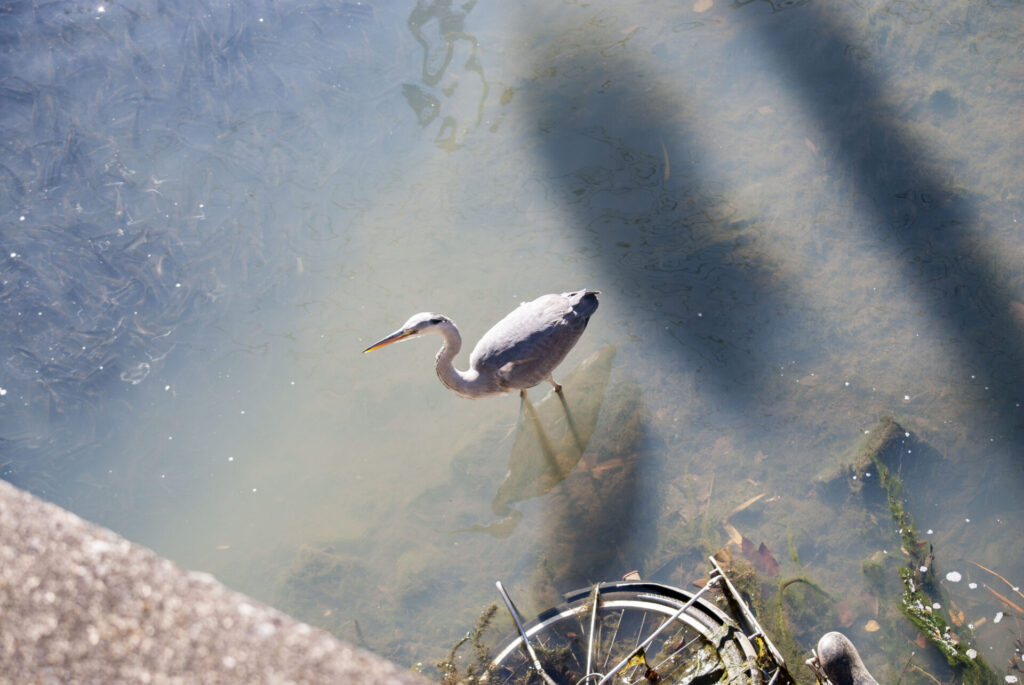 左上にうじゃうじゃしてる魚とそれを狙うアオサギ