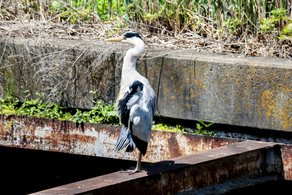 用水路のアオサギ