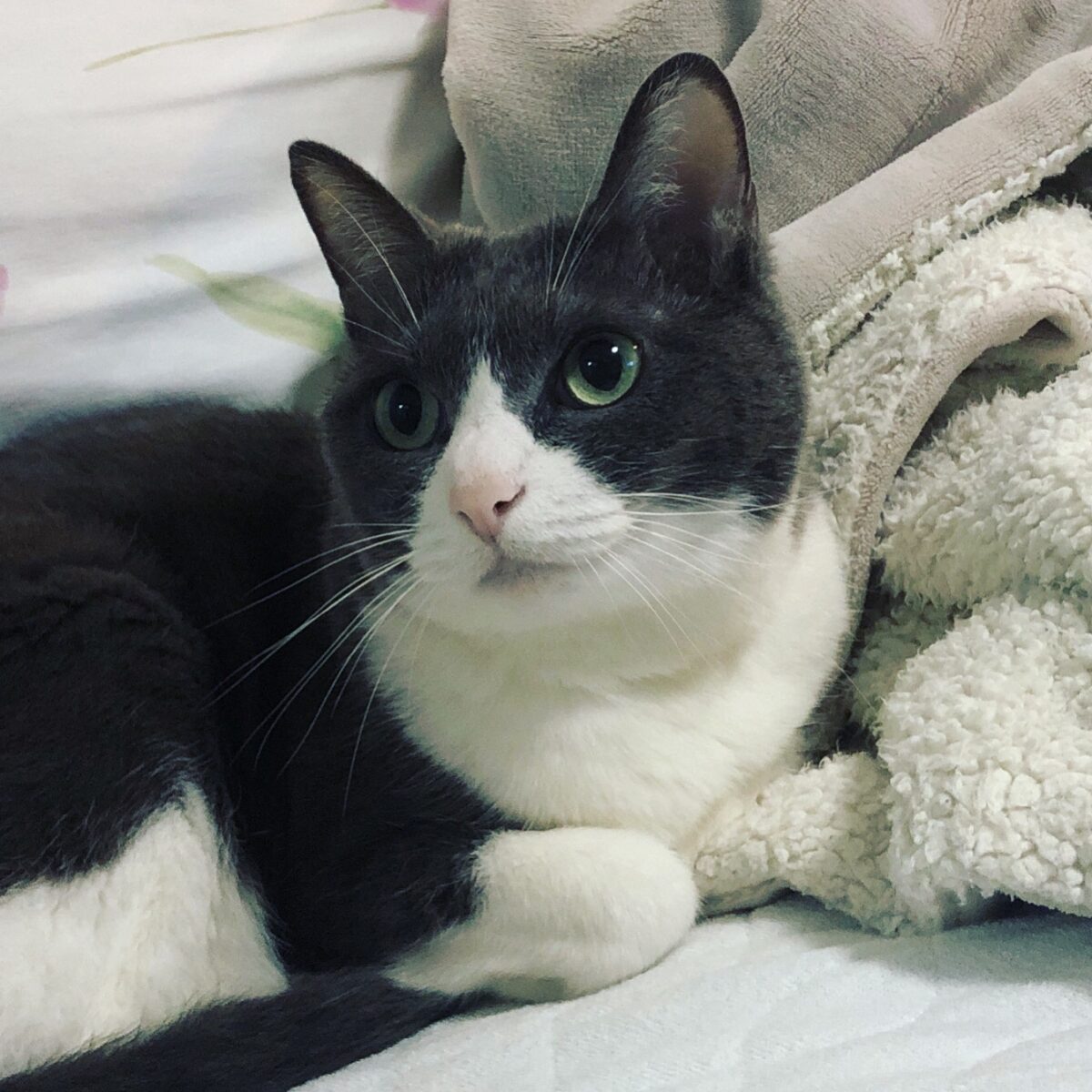 天使のささやき 天使のささやき