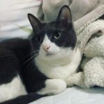 天使のささやき