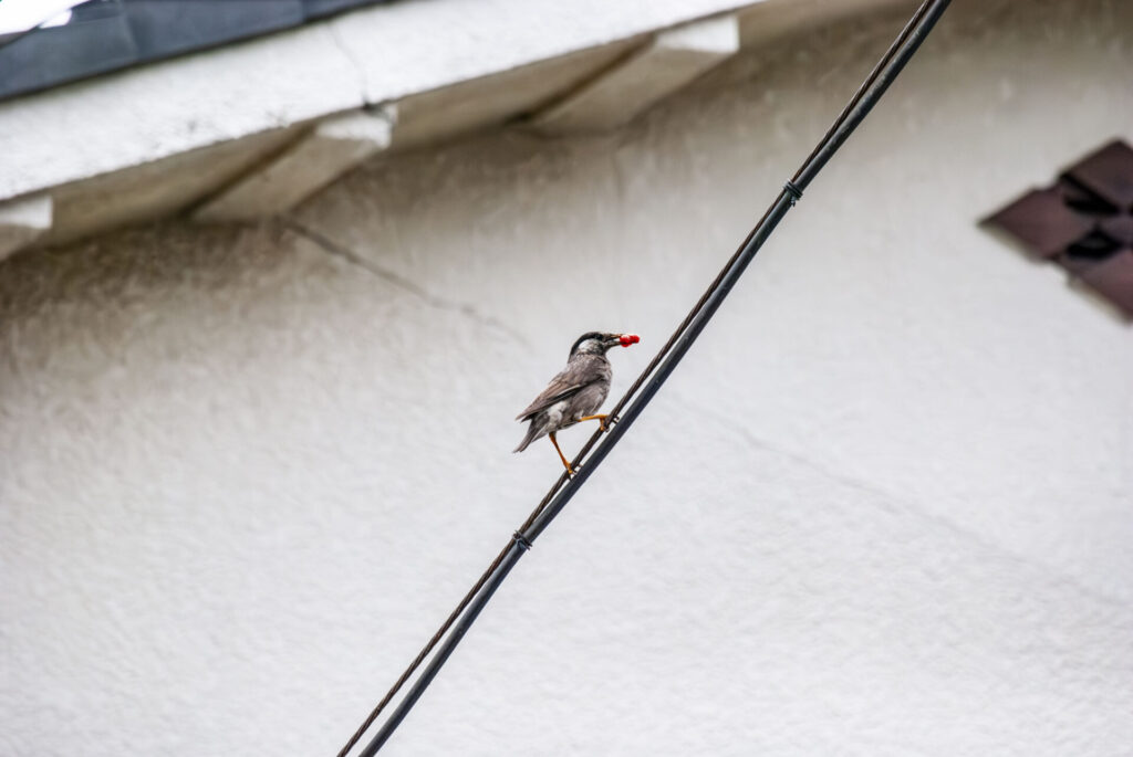 赤い実を給餌するムクドリ