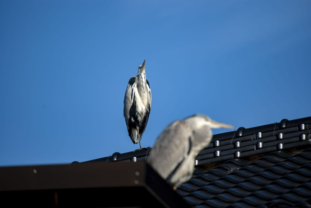 屋根の上のアオサギ