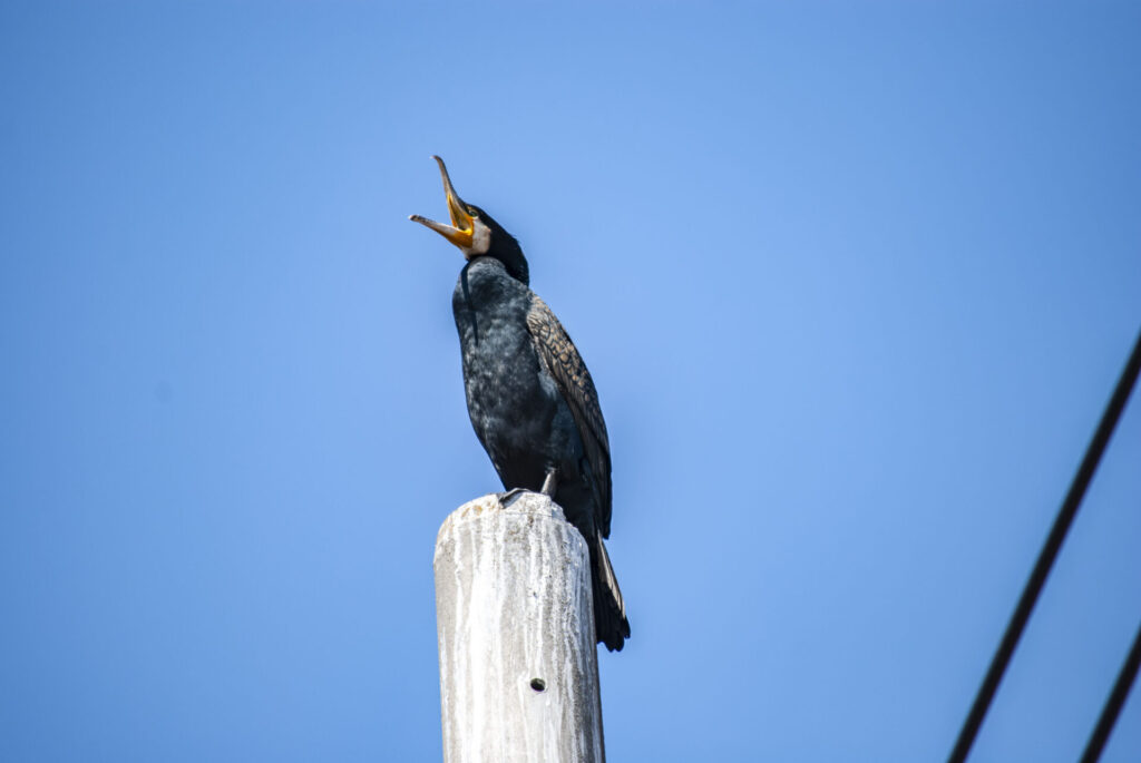あくびをするカワウ