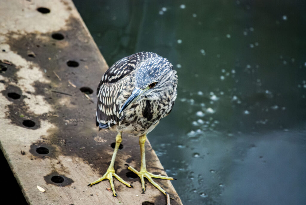 ホシゴイ(ゴイサギ幼鳥)