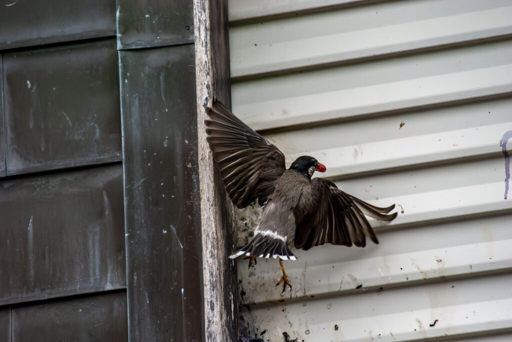 赤い実を給餌するムクドリ