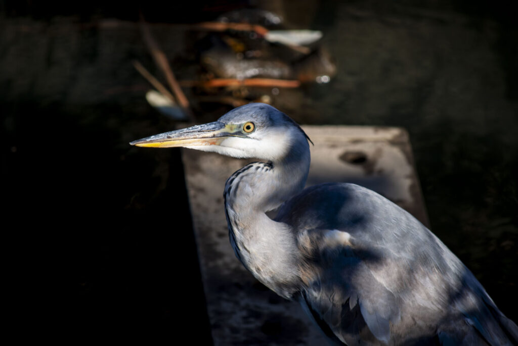 用水路のアオサギ