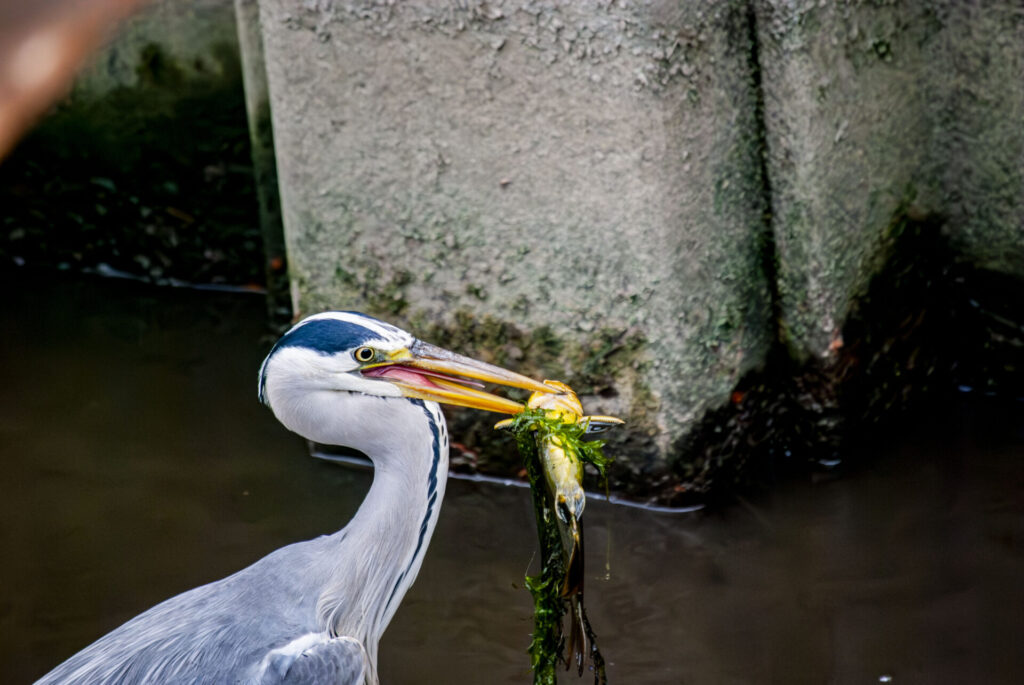 藻とナマズを咥えるアオサギ
