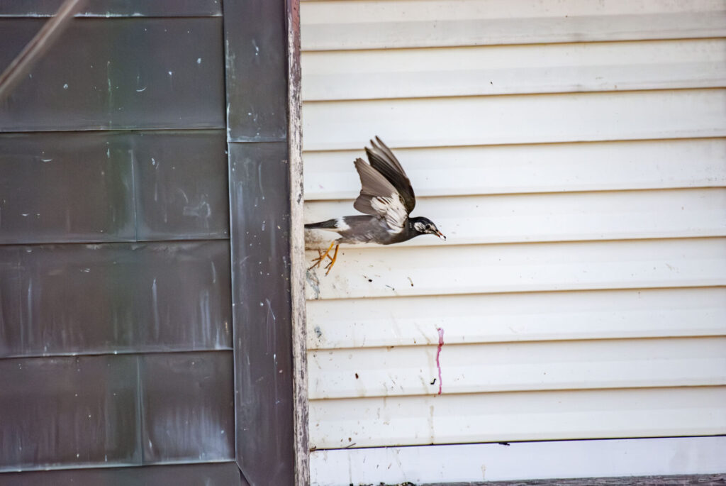 戸袋を巣にして給餌するムクドリ