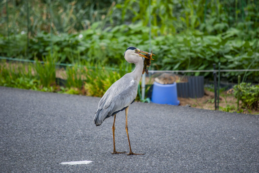 ナマズを咥えるアオサギ