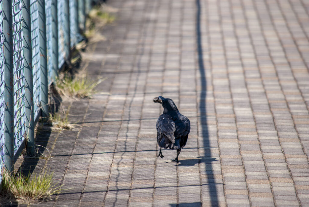ハシボソガラス
