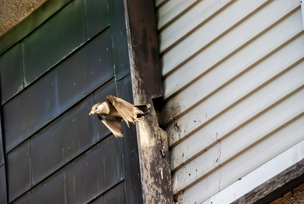 戸袋を巣にして給餌するムクドリ