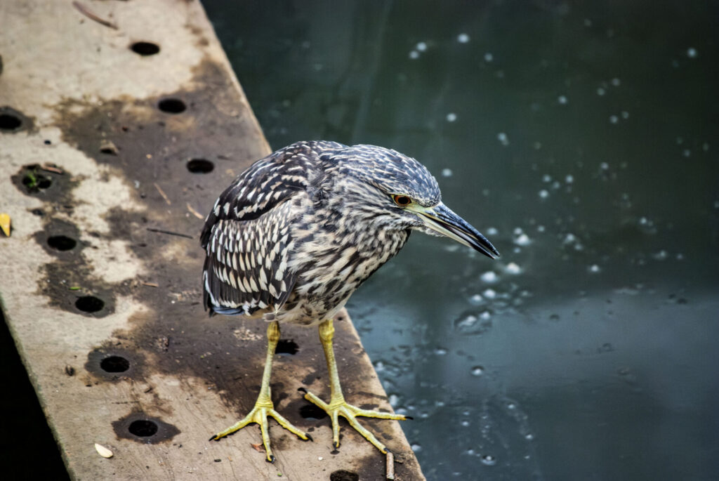 ホシゴイ(ゴイサギ幼鳥)